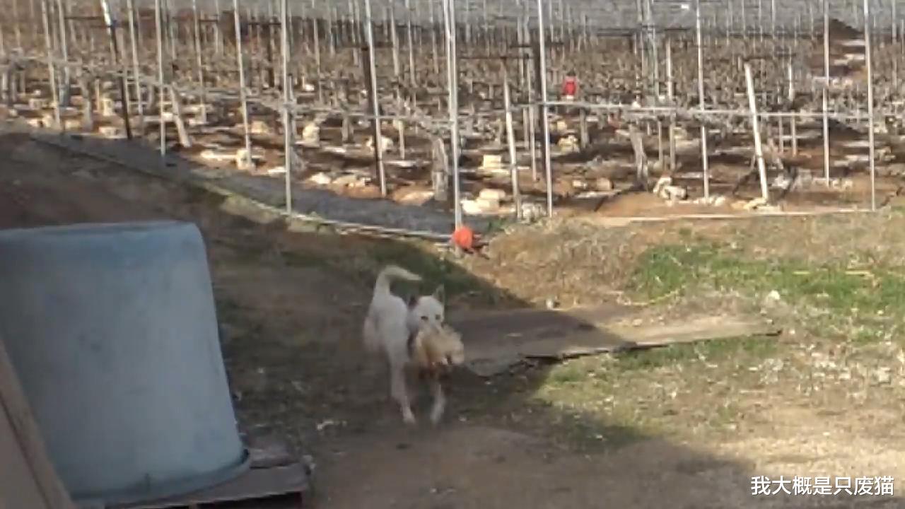 洗钱 流浪狗袭击鸡群，鸡主一气之下绑架流浪狗的“孩子”作为交易