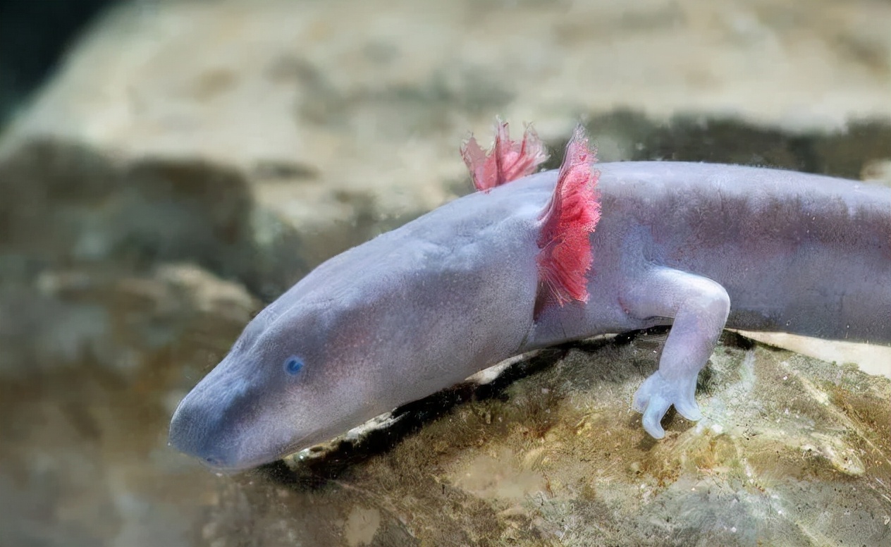 新陈代谢 地球上最懒的生物，7年不吃饭，12年交配一次，其余时间基本不动