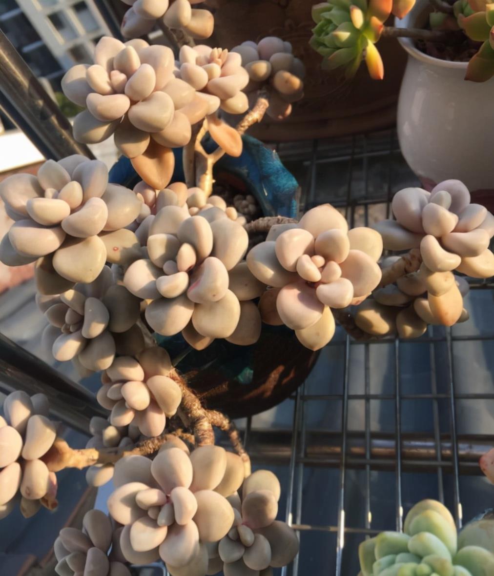 植萌|养了5年的艾伦，终于培养成悬挂的老桩