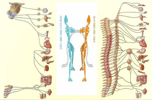 睡眠|植物神经紊乱的危害有哪些,日常该怎么办呢?