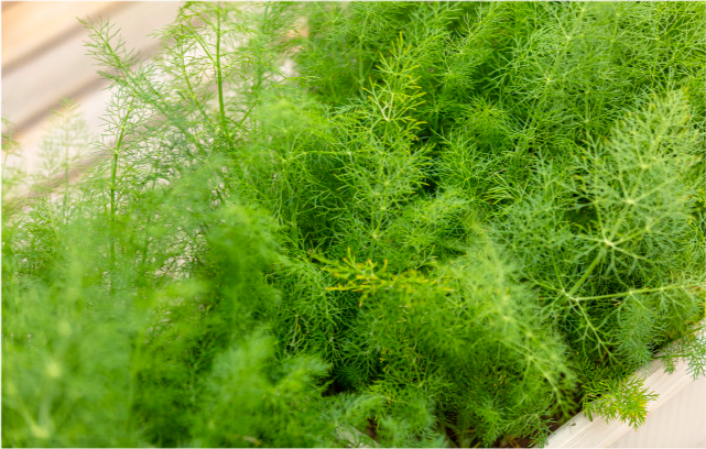 北庭美体健康圈 血脂高的人要多吃“素食”？未必！医生提醒：这5种蔬菜要少碰