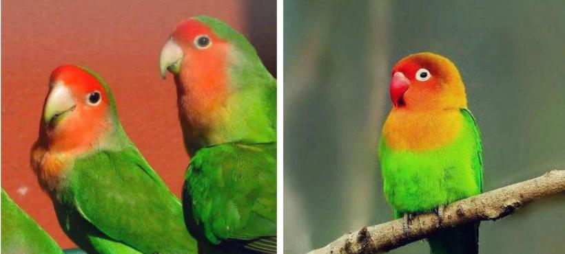  AI鸟类识别准确率达91.3% 浙大与阿里研究成果被顶会收录