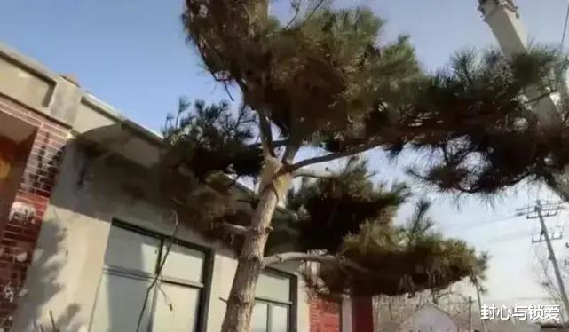 张雅钦|大衣哥朱之文为了打造花园，请来吊车栽下了两棵碗口粗的松树
