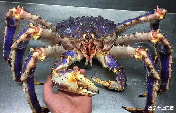 海洋生物 渔民用拖网捕获海洋生物，奇特外表像外星来客，引发网友巨大兴趣