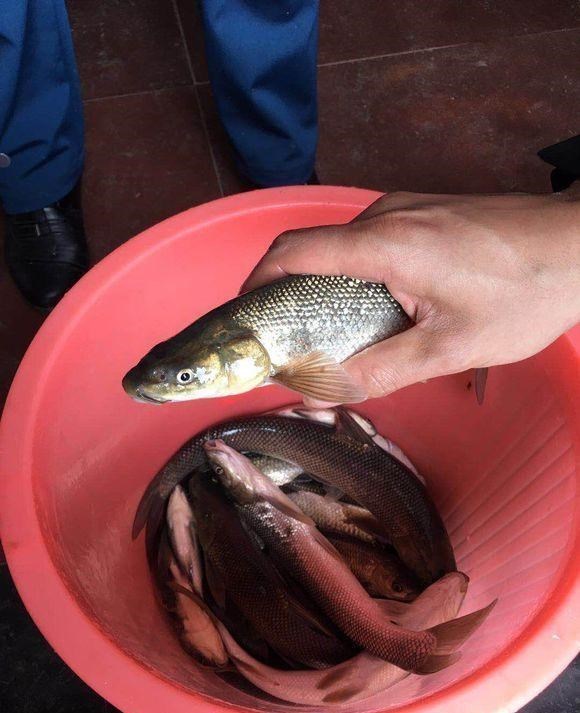 |广西钓友钓起两条“大白鱼”,力气大外形怪,翘嘴和草鱼杂交?