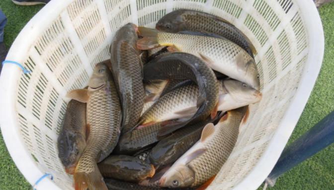 |“放长线钓大鱼”早落伍！老钓友都流行这样做，每天2小时就鱼获满满