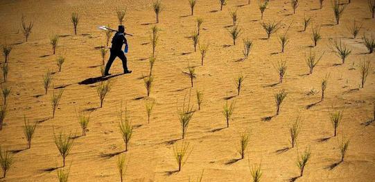 蚂蚁森林|马云曾花天价在沙漠种树，如今三年多过去了，沙漠变成什么样了？