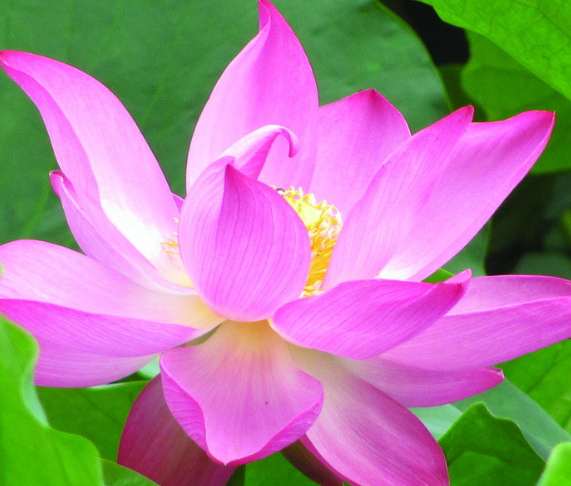 |6月上旬，时来运转，4属相喜事连连，事业稳步上升，招财进宝