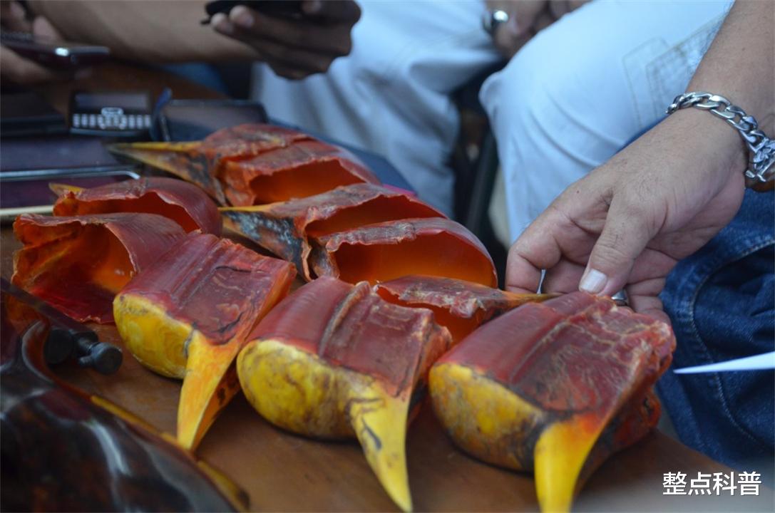 脑袋被人类盯上的鸟，头骨比象牙贵3倍，活着被取骨后只能等死