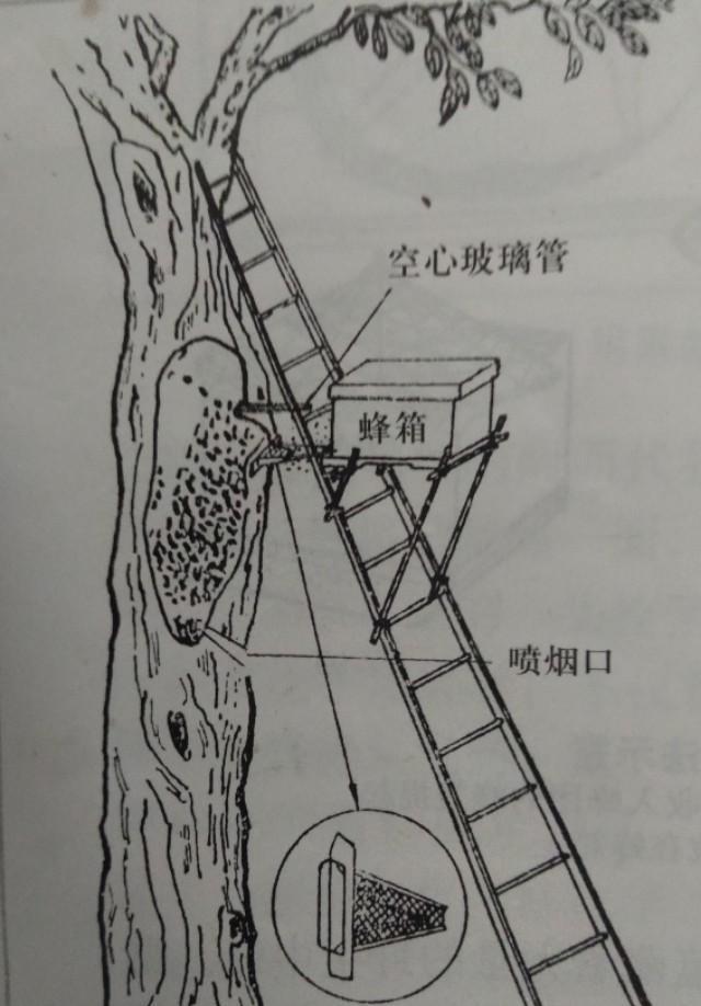 斗转星移啊|山林间有可以收养的蜂群吗？需要做哪些准备工作？