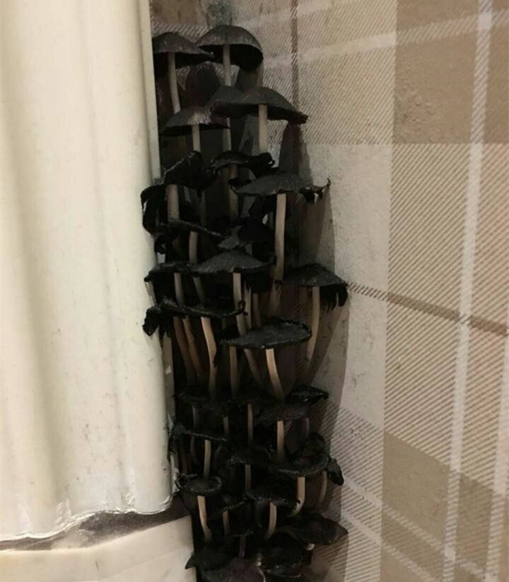 买的精装房内竟然长出蘑菇树！网友：这个蘑菇能吃吗？