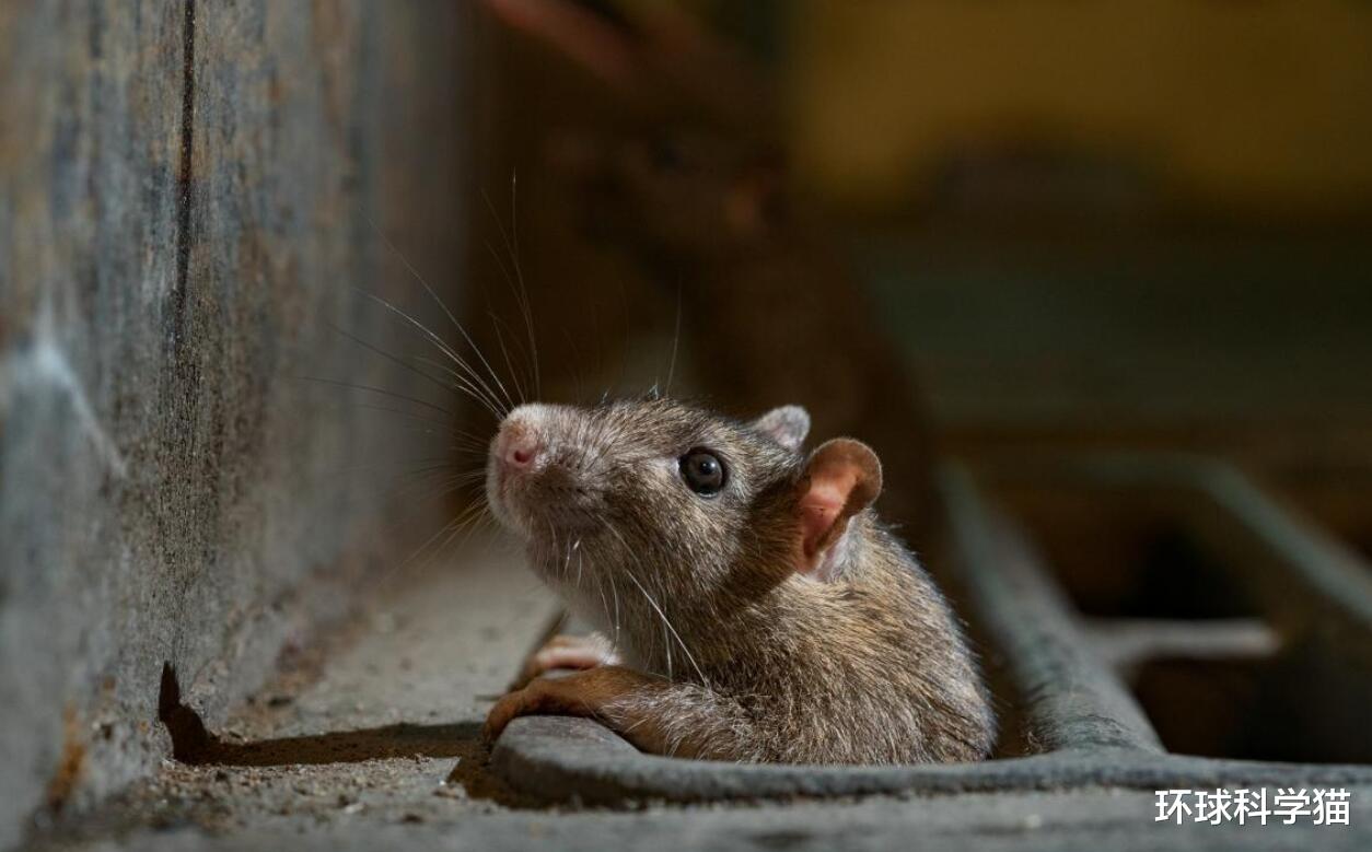 所有老鼠灭绝才好?如灭绝了,对人类有什么多大?你很难相信