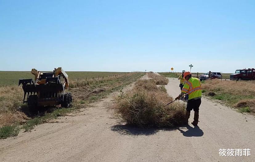 筱筱雨菲|外来物种的入侵真的很厉害？令美国人头疼不已的风滚草，在我国是何现状？