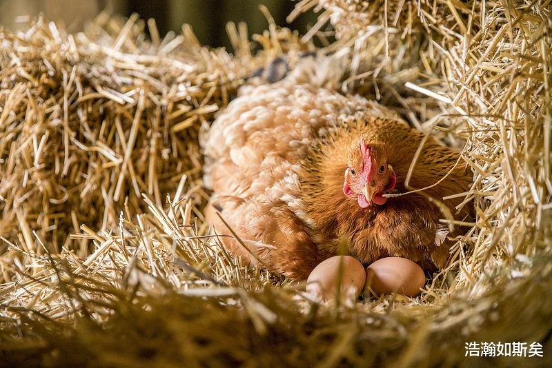 浩瀚如斯矣|生肖属鸡人，9月得菩萨保佑，横财不断，运势上升