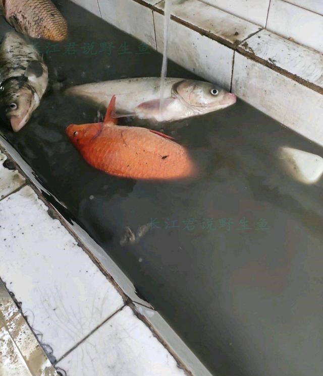 河南|河南高校湖泊干涸湖鱼被暴晒，同学：平时不让钓，这回捞了200斤