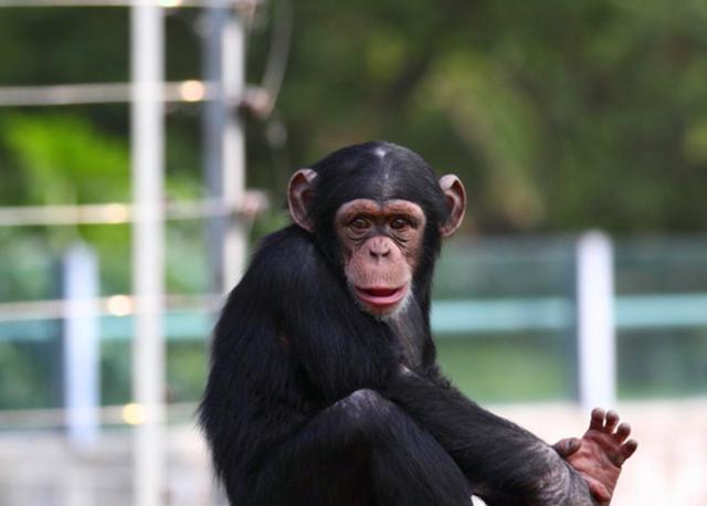 非洲的黑猩猩，是怎樣將艾滋病傳給當地黑人，再傳到全世界的？-圖3