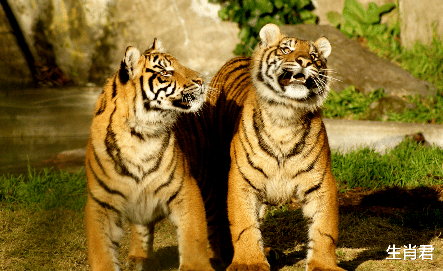 生肖|阳光总在风雨后，属虎人一步一个脚印，在职场中走出一条康庄大道