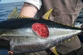 潜艇 引诱，吸附，旋转剜肉，小小达摩鲨连虎鲸和潜艇都不放过