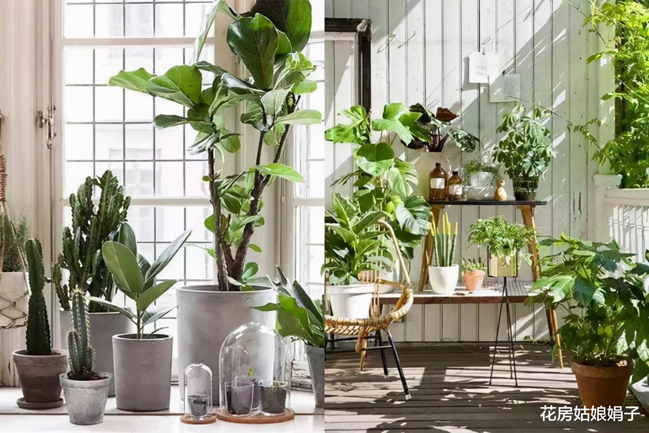三类适合室内摆放的盆栽,都能起到装饰家居,陶冶情操的目的