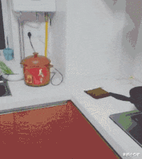 为什么地球环境不允许出现永生生物?网友:地球都还没永生呢