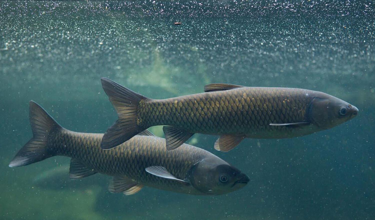 |青鱼最喜欢吃什么？怎样才能钓到青鱼？青鱼的觅食习性和垂钓方法