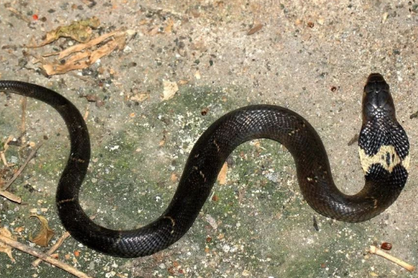 眼镜王蛇 我国眼镜蛇是什么蛇?能与眼镜王蛇抗衡?看看它真正的实力