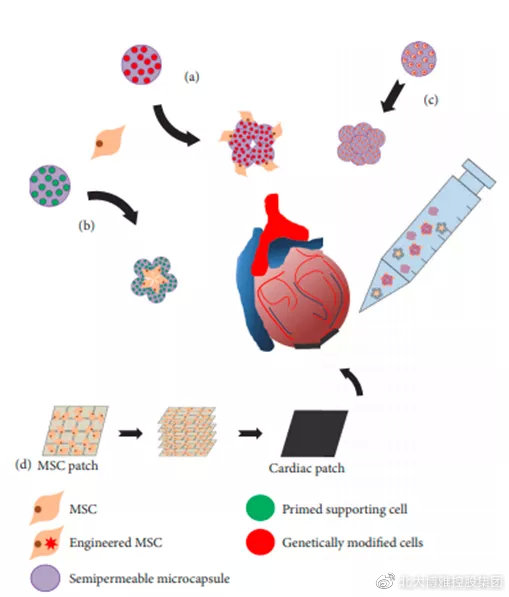 中科西部细胞研究院|中科西部干细胞研究院：提高干细胞治疗心脏损伤的效果？科学家找到新方法