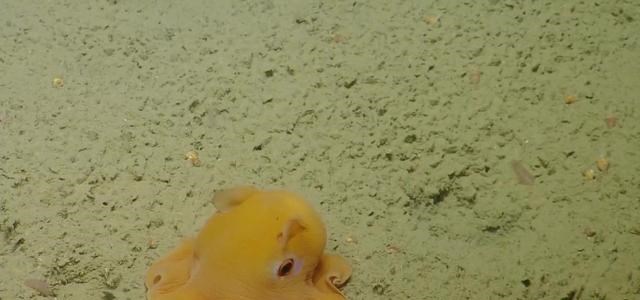 章鱼 章鱼明明还未爬到食物链顶端，智力却已高得令人类无法理解？