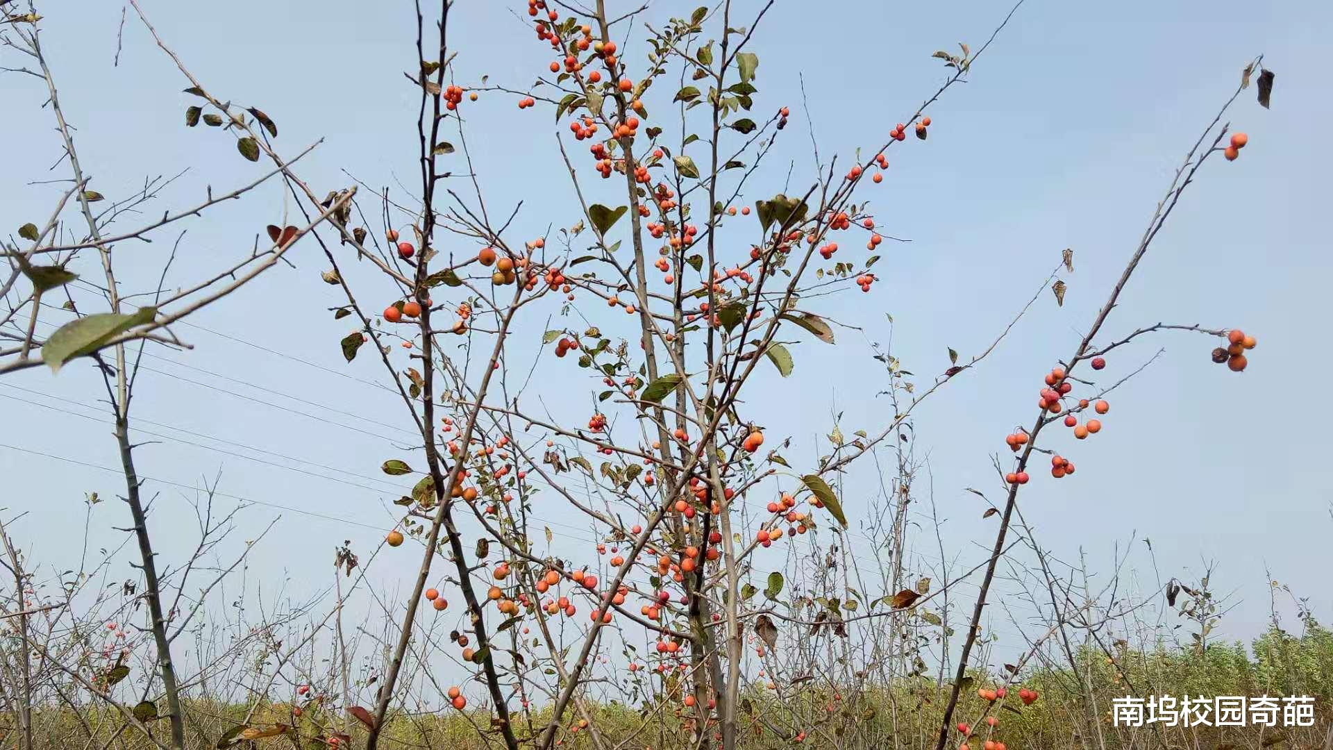 小行星 （知识宝库）初中物理及思维导图记忆口诀（47）