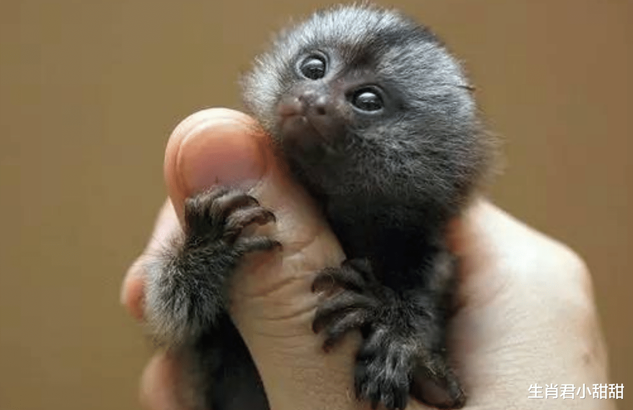 地下城与勇士|面带微笑笑脸相迎，属猴人能说会道，在职场中顺风顺水