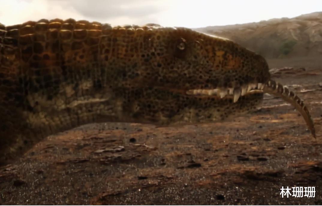 群星|动物广翅鲎：专吃海洋“浮尸”，4亿年前最先登陆地面的动物