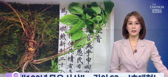 高高的厨房天地 参龄100年以上，长63厘米，韩国大妈挖到的野人参，价值有多高？