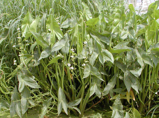 深度养生知识|走近中药，认识一下“利水”的泽泻，还有哪些特点？