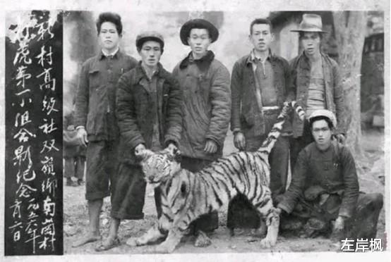 左岸枫 50年代湖南虎患横行，10年2000多人惨落虎口，围村另有原因？