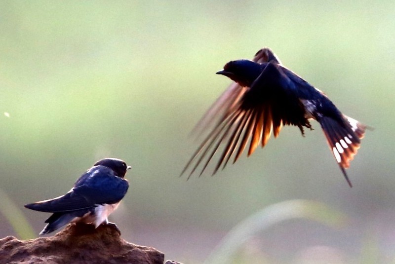 燕子|科学趣闻：年年燕南飞，飞到什么时候是个头？