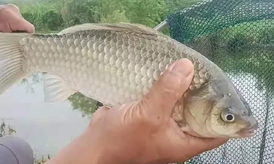 饵料|从春钓到夏钓，必须牢记三大调整，天气再热，一周起码要钓五次
