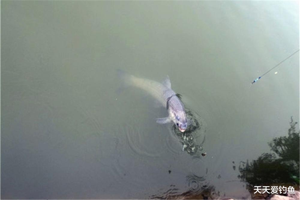 饵料|钓鱼技巧：漂相无非“顶”和“钝”，知道这些漂相如何产生的吗？