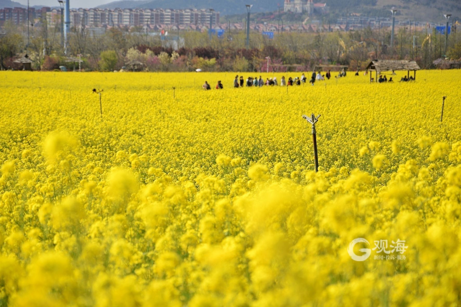态度青岛 赏油菜花海不用去婺源 来这里就可以
