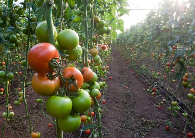 科学家 为什么番茄越来越难吃？科学家历时4年研究，发现番茄本质变了