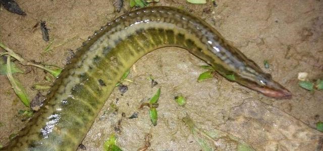 |野钓意外收获“大泥鳅”，背上长倒刺，以前无人问津如今60元一斤