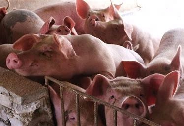 中国船舶|猪肉价格终于下跌，老百姓为何不愿意买了？“三个原因”很现实