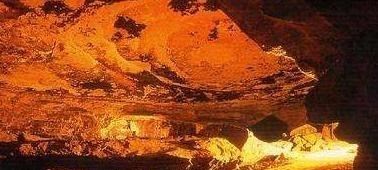 哺乳动物 很少有人知道的10个世界之最