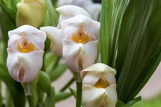 世界上最令人吃惊的10种奇花异草，你见过哪些呢！