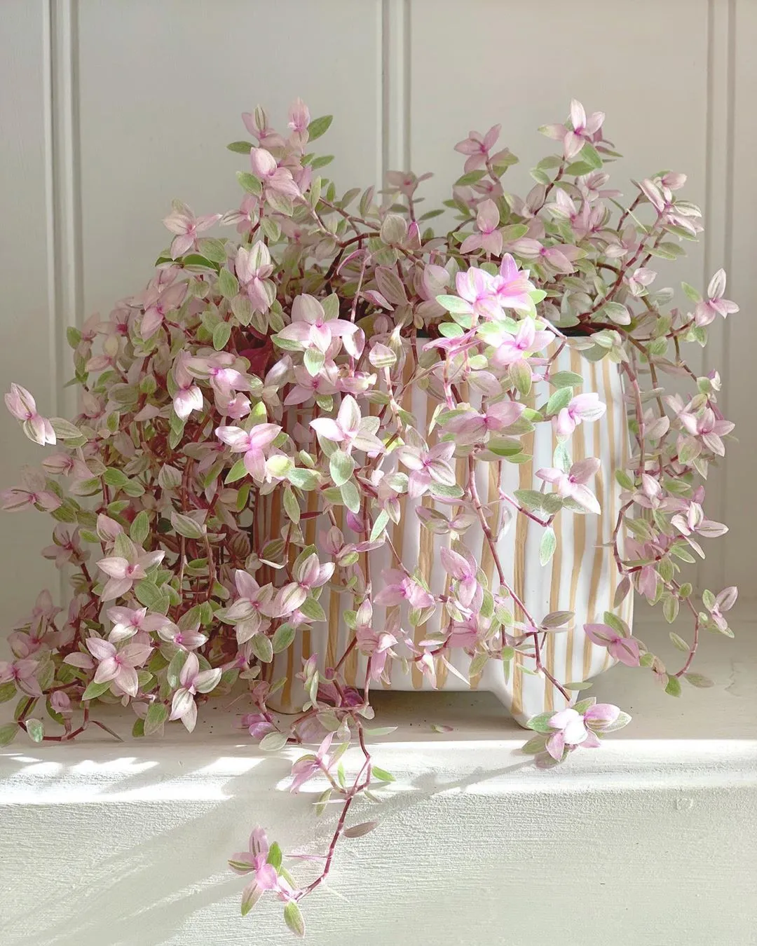 花最少的钱,打造最美的阳台小花园