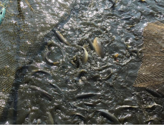 小然说奇闻|养鱼的过程中，如何让草鱼长得更快？有必要注意这些方法