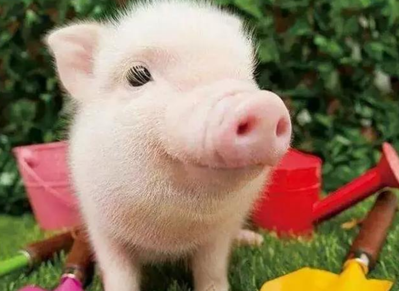 |结婚后照常工作，属猪的女孩子时刻保持经济独立，不会为钱烦恼