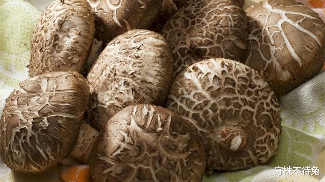 蚊子 很少有机会能够使用，但却可以丰富谈资的22个有趣冷知识