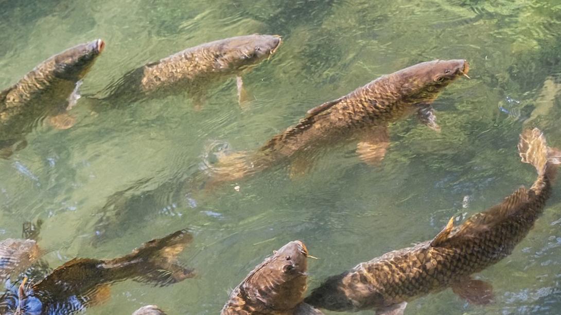 |春天钓鱼,为啥新手扎堆的好天气都不上鱼?因为那天气不是好天气