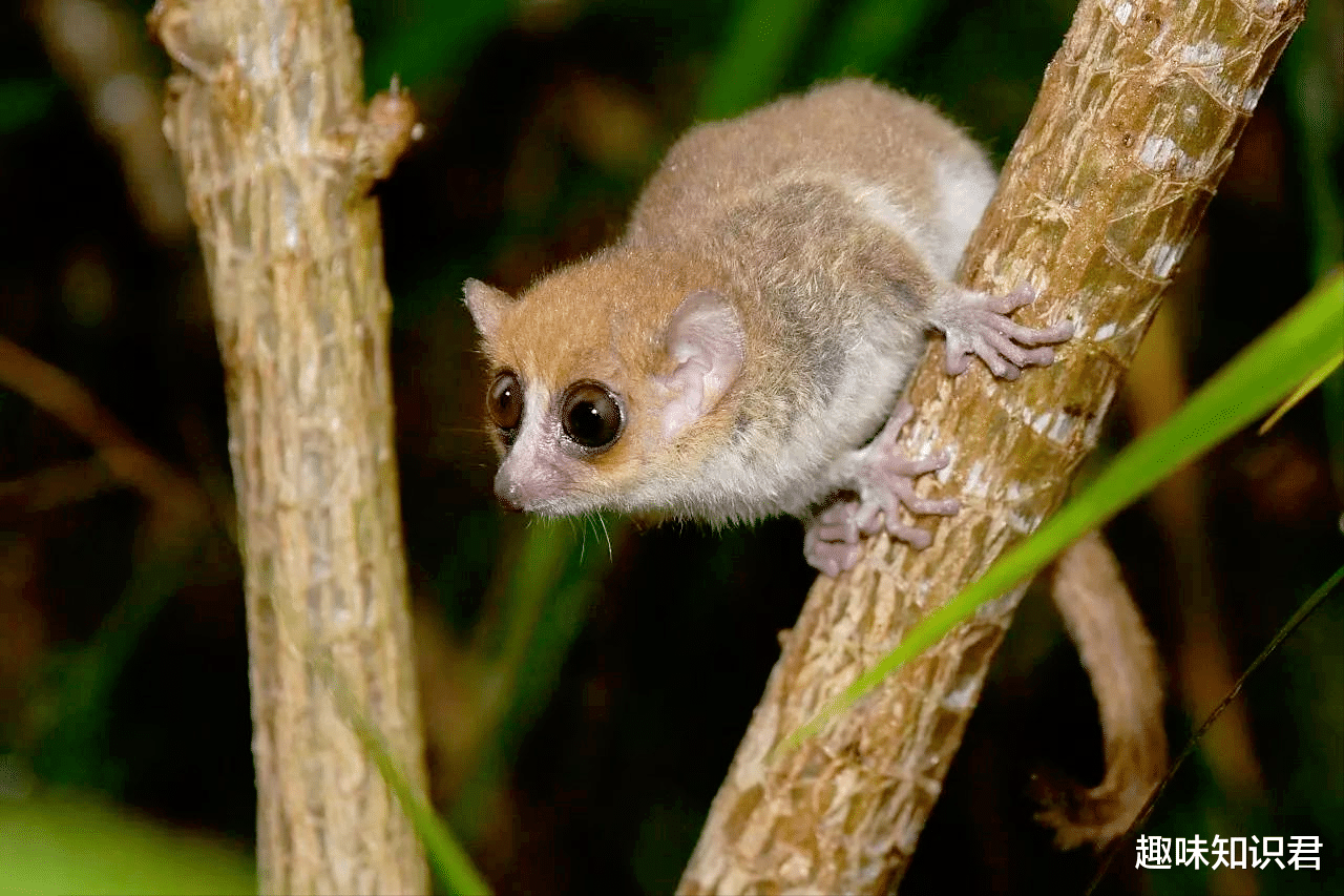  趣味冷知识分享（五十一）快来一起涨知识！