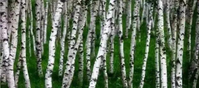  世界上最坚硬的树木是什么树！硬度堪比钢铁！